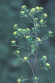 Attēlu rezultāti vaicājumam “Rorippa sylvestris leaf”