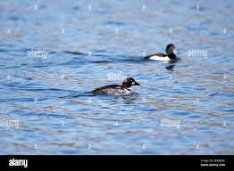 Attēlu rezultāti vaicājumam “Bucephala clangula juvenile”