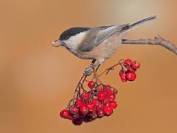 Image result for Poecile montana