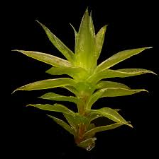 Attēlu rezultāti vaicājumam “Bryum pseudotriquetrum”