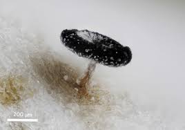 Attēlu rezultāti vaicājumam “Ophiotheca chrysosperma sessile”