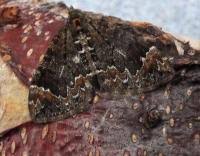 Attēlu rezultāti vaicājumam “Dysstroma truncata”