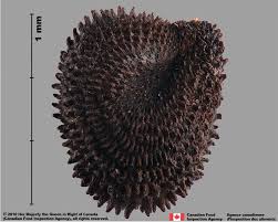 Image result for Agrostemma githago