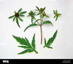 Attēlu rezultāti vaicājumam “Bidens tripartita flower”