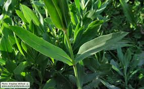 Attēlu rezultāti vaicājumam “Silene vulgaris leaf”