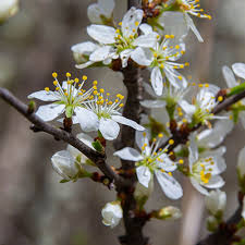 Attēlu rezultāti vaicājumam “Philadelphus lemoinei flower”