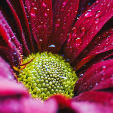 Attēlu rezultāti vaicājumam “macro”