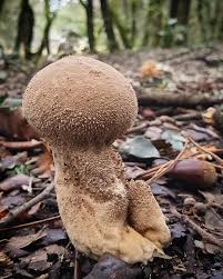 Attēlu rezultāti vaicājumam “Calvatia excipuliformis”