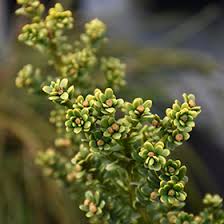 Attēlu rezultāti vaicājumam “Taxus baccata bud”