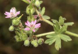 Attēlu rezultāti vaicājumam “Geranium molle flower”