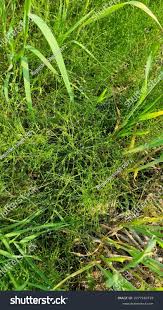 Attēlu rezultāti vaicājumam “Juncus bufonius bud”