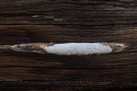 Attēlu rezultāti vaicājumam “Antrodia crassa”