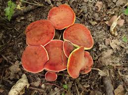 Attēlu rezultāti vaicājumam “Xerocomus rubellus”