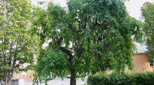 Attēlu rezultāti vaicājumam “Fraxinus excelsior Pendula”