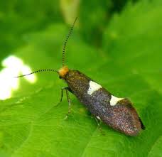 Attēlu rezultāti vaicājumam “Incurvariidae”