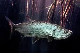 Image result for Megalops atlanticus