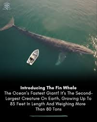 Image result for Balaenoptera physalus