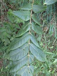 Attēlu rezultāti vaicājumam “Juglans mandshurica leaf”