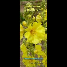 Attēlu rezultāti vaicājumam “Verbascum densiflorum flower”