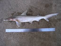 Image result for Sphyrna tiburo