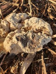 Attēlu rezultāti vaicājumam “Fuligo septica var. rosea young”