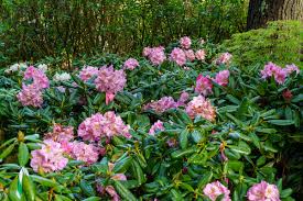 Attēlu rezultāti vaicājumam “Rhododendron sichotense flower”