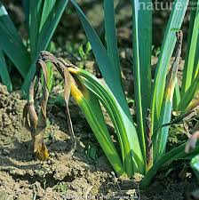 Attēlu rezultāti vaicājumam “Narcissus leaf”