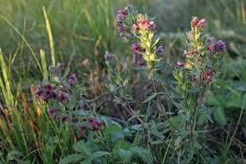 Attēlu rezultāti vaicājumam “Odontites vulgaris”