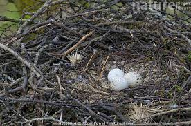 Attēlu rezultāti vaicājumam “Buteo buteo nest”