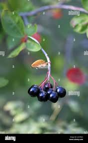 Attēlu rezultāti vaicājumam “x Sorbaronia fallax”