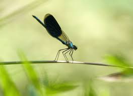 Attēlu rezultāti vaicājumam “Calopteryx splendens”