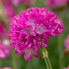 Attēlu rezultāti vaicājumam “Armeria vulgaris flower”