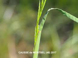 Attēlu rezultāti vaicājumam “Glyceria fluitans fruit”
