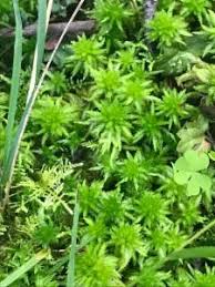 Attēlu rezultāti vaicājumam “Sphagnum contortum”