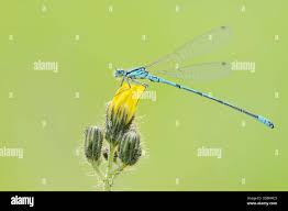 Attēlu rezultāti vaicājumam “Coenagrion puella male”