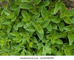 Image result for Majoran