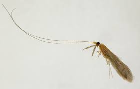 Attēlu rezultāti vaicājumam “Oecetis ochracea”