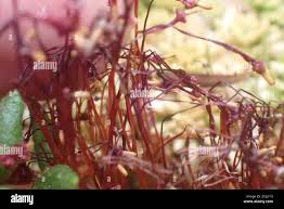 Attēlu rezultāti vaicājumam “Splachnum ampullaceum”