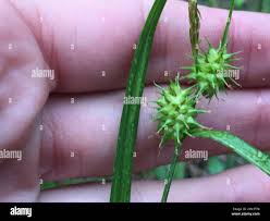 Attēlu rezultāti vaicājumam “Carex flava”