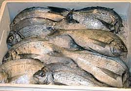 Image result for Stenotomus chrysops