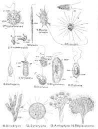 Attēlu rezultāti vaicājumam “Didymium difforme sessile”
