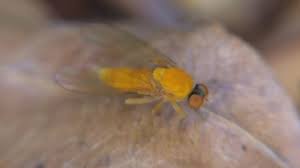 Attēlu rezultāti vaicājumam “Agathomyia wankowiczii”