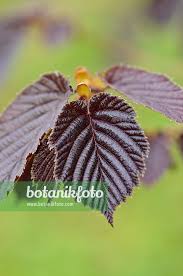Attēlu rezultāti vaicājumam “Corylus avellana leaf”