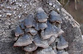 Attēlu rezultāti vaicājumam “Cribraria rubiginosa spores”