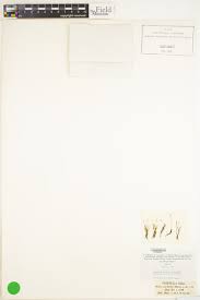 Attēlu rezultāti vaicājumam “Didymodon fallax var. brevifolius”