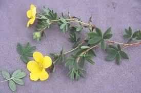 Attēlu rezultāti vaicājumam “Pentaphylloides fruticosa flower”