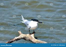 Attēlu rezultāti vaicājumam “Sterna sandvicensis”