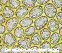 Attēlu rezultāti vaicājumam “Leiocolea heterocolpos”