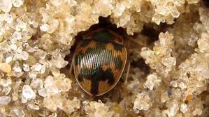 Attēlu rezultāti vaicājumam “Omophron limbatum”