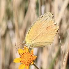 Attēlu rezultāti vaicājumam “Athelia pyriformis”